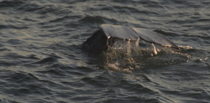gray whale sighting